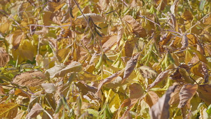 The Stunning Splendor of Golden Soybean Leaves Elegantly Bathed in Autumns Warm and Beautiful Light