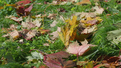 Experience the beauty of vibrant autumn leaves elegantly scattered on lush green grass