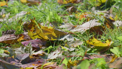 Vibrant and Colorful Autumn Leaves Adorning the Ground Surrounded by Lush Green Grass