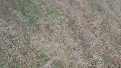 Gentle Breeze Serenity Over the Expansive Lush Grassland in the Beautiful Countryside