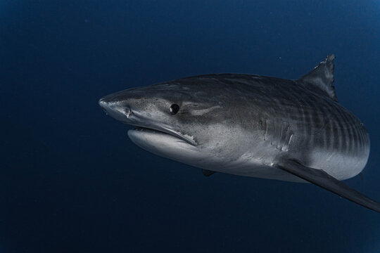 Tiger Shark, (galeocerdo cuvier), at Fuvahmulah Island, Maldives