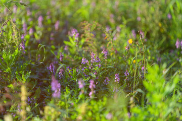 Vibrant Wildflowers Blooming in a Lush, Green Field Full of Life and Natural Beauty