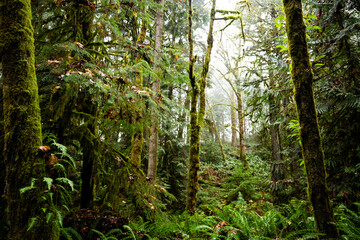 Pacific Northwest Forest in Fall, Moss Covered Trees and Ferns in Rain
