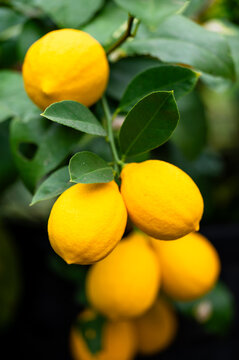 Meyer Lemon Tree Growing in Greenhouse