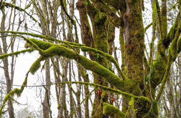 Pacific Northwest Forest in Fall, Moss Covered Trees and Ferns in Rain