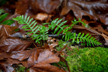 Pacific Northwest Forest in Fall, Moss Covered Trees and Ferns in Rain
