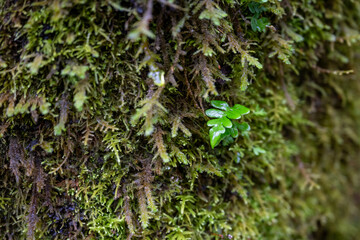 Pacific Northwest Forest in Fall, Moss Covered Trees and Ferns in Rain