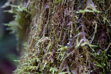 Close up of Moss Covered Trees in Temperate Pacific Northwest Forest 