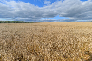 A Golden Field Spanning Beneath a Dramatic and Majestic Sky Full of Clouds and Colors
