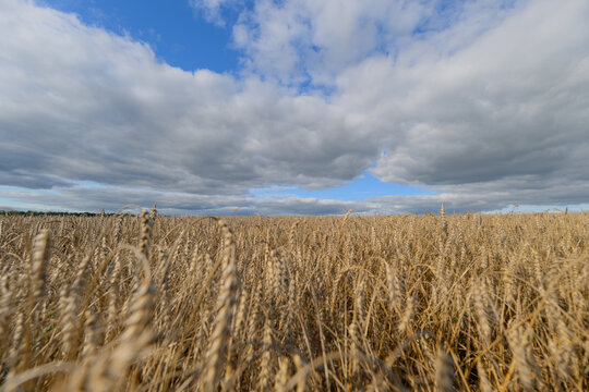 A beautiful golden wheat field stretches across the landscape under a cloudy and serene sky