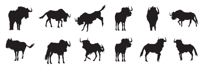 Obraz premium tailed gnu silhouette