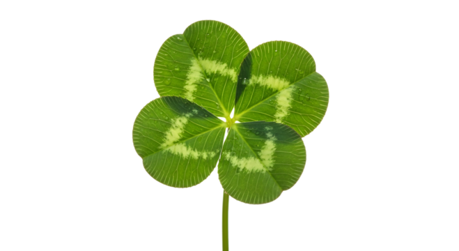 A vibrant green four leaf clover isolated on transparent background - Powered by Adobe