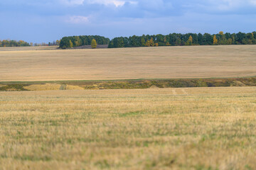 A serene landscape with open fields and majestic trees under a bright blue sky and fluffy clouds