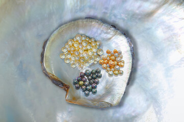Black, white and orange pearl in shell isolated white shell