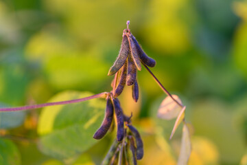 Soybean pods glowing, Golden light highlights soybean textures, Closeup of soybean pods with warm background, Detailed shot of purpletinged soybean pods under soft glow