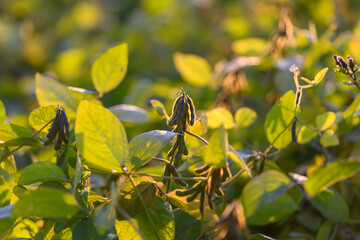 Thick soybean leaves with mature pods, Abundant soybean leaves and ripening pods in field, Lush green soybean foliage displaying mature pods and layered leafy structures