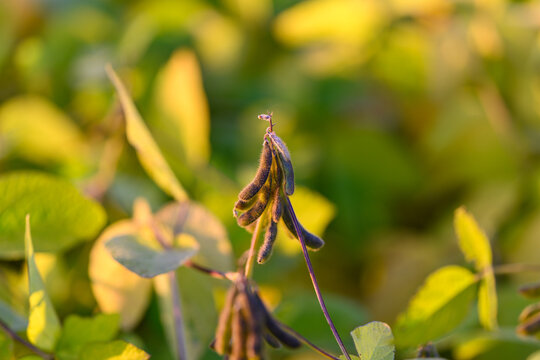 Soybean pods glowing in golden light, warm backlighting emphasizes fine hairs and silhouette, late afternoon warmth across plantation, calm mood suggesting abundance and resilience