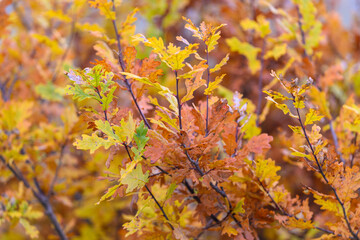 Gorgeous autumn leaves display a beautiful array of vibrant colors and brilliant hues