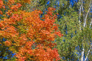 Vibrant Autumn Leaves Blowing Gently Against a Clear and Beautiful Blue Sky Above