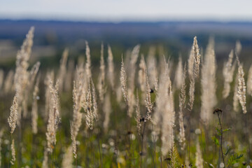 Fototapeta premium A Serene Meadow Filled with Tall Grasses, Captured in Beautiful Soft Focus for Serenity