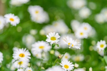 Gorgeous and Beautiful Daisies Blooming Radiantly in a Lush Green Field of Life and Nature