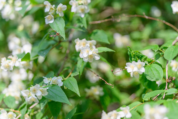 Delicate White Flowers Positioned Gracefully on Lush Green Foliage in a Beautiful Garden Setting
