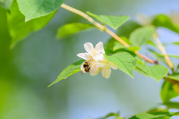 A Busy Bee Pollinating a Beautiful White Flower during the Charming Season of Spring