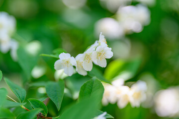 Beautiful Delicate White Blossoms Set Against a Bright and Sunny Green Background Overall