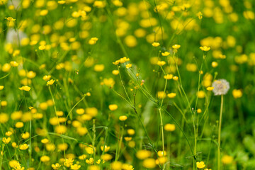 Obraz premium A Stunningly Vibrant Field of Bright Yellow Wildflowers in Full and Glorious Bloom