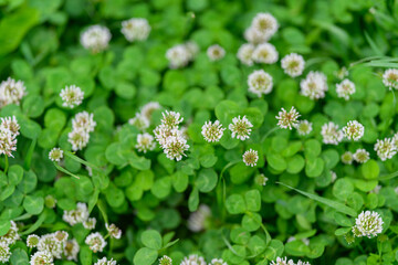 Stunningly Beautiful Green Clover Fields Flourishing with Delicate White Flowers Blooming