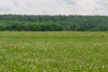 Obraz premium A Lush Green Field Filled with Beautiful Wildflowers Beneath a Cloudy Sky Above It
