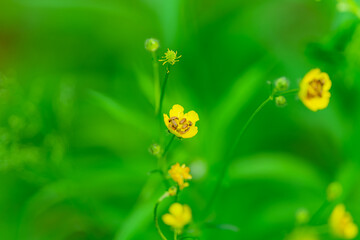 Vibrant Yellow Wildflowers Set Against a Lush Green Background, Creating a Stunning Scene