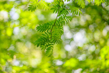 Lush and Vibrant Green Leaves Bathed in Beautiful and Natural Sunlight Shine Brightly