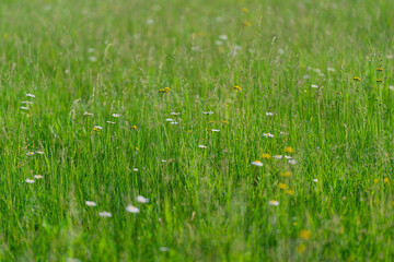 A Vibrant Green Field, Filled with Colorful Wildflowers Beneath a Clear Blue Sky