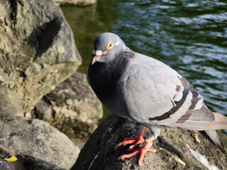 Pigeon Basking by Pond in Afternoon Sun