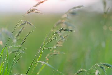 Morning dew glistens on a lush grassy field at dawn, embracing natures elegance and beauty