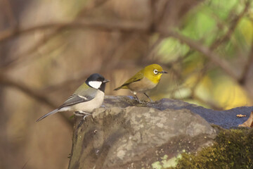 公園の水場に降りた小さな野鳥たち　シジュウカラ(左)とメジロ