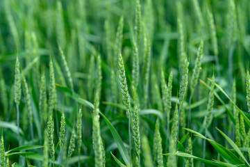 A Vast, Lush Green Wheat Field Spreading Out Beautifully Under the Bright Blue Sky Above