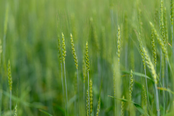 The Beautiful Lush Green Grass Glimmering at Dawn, Adorned with Sparkling Dew Drops