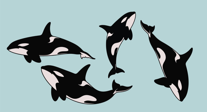 Orca whale pod vector illustration killer whale marine life art