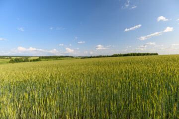 A Vibrant Wheat Field Expansively Spread Under a Clear and Beautiful Blue Sky Above