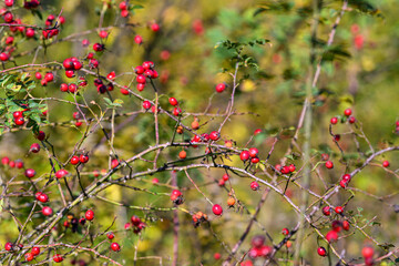 Dense branches with ripe rosehips creating scattered food pockets, muted autumn sky and tangled stems, natural habitat offering forage opportunities for birds and small wildlife