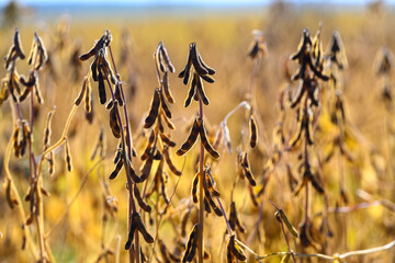 Soybean plants bask in sunset glow, Ripening soybean pods hang under evening light glow, Sunset...