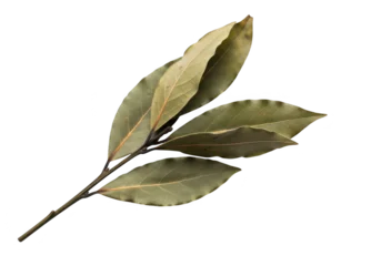 Dried bay leaves on a stem against a black background © SAIKAT