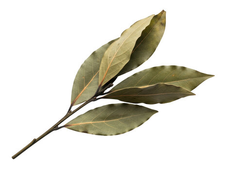 Dried bay leaves on a stem against a black background