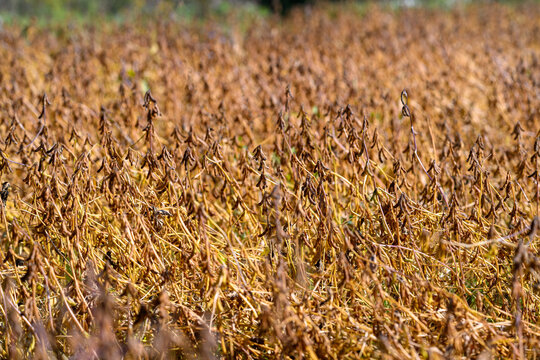 Dried soybean stalks and pods signal upcoming harvest period, Warm browncolored soybean plants with dense pods indicate imminent harvesting and supply readiness