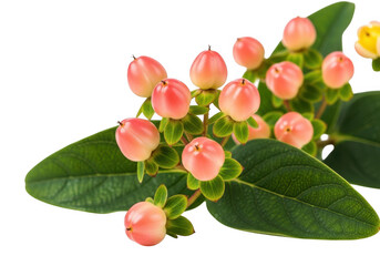 Delicate pink hypericum berries with green leaves on black background