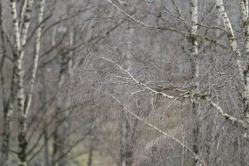Icecovered twig details, Frosted tree branches showcasing intricate ice crystal formations, Frozen birch twigs with delicate ice crystals highlighting seasonal woodland serenity