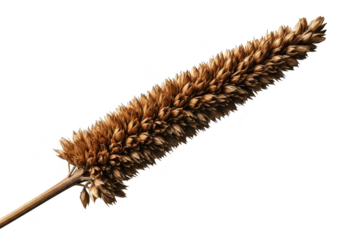 Close up of a dry wheat stalk against a black background