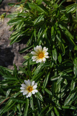 花びらの白い二輪のガザニアの花